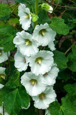 Alcea (althaea rosea), genellikle bahar ve yaz mevsimlerinde beyaz ya da kırmızı çiçekleri bulunan uzun boylu, çiçekli bir bitkidir.