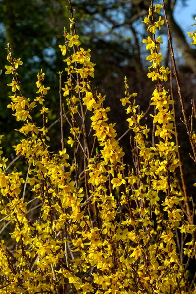 Forsythia Intermedia Week End Courtalyn Une Plante Arbuste Floraison Printanière — Photo
