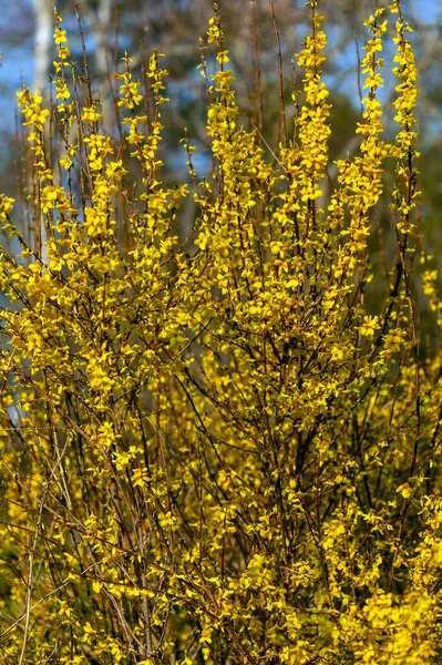 Forsythia Intermedia Week End Courtalyn Eine Winter Blühende Strauchpflanze Mit — Stockfoto