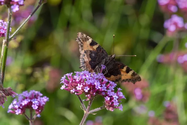 塗装レディー蝶 Vanessa Cardui 夏のシーズン中に羽が伸びた紫色のベルベナ ボナリエンシスの花の植物に餌を与え マクロはストックフォトイメージを閉じます — ストック写真