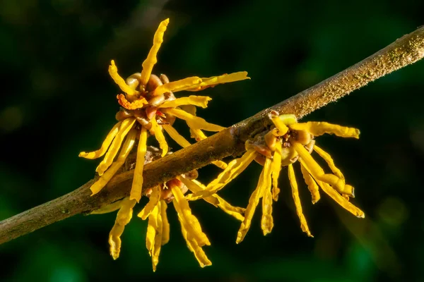 Hamamelis Intermedia Brevipetala Witch Hazel Winter Spring Flowering Shrub Plant — Stock Photo, Image