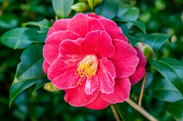 Camellia Japonica Zima Wiosna Krzew Roślin Zimą Wiosna Czerwony Kwiat — Zdjęcie stockowe