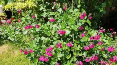 Salvia microphylla 'Neon' pembe bir bahar bahar çiçeği bitkisi. Yaygın olarak bebek adaçayı çiçeği olarak bilinir. Fotoğraf, video klibi.