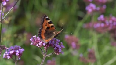 Boyalı Bayan Kelebek (Vanessa Cardui) mor bir verbena bonariensis çiçeğiyle besleniyor ve makro uçup gitmeden önce kanatları açık.