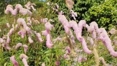 Sanguisorba Hakusanensis a summer autumn flowering plant with a pink purple summertime flower commonly known as Korean Burnet or Lilac Squirrel, video footage clip