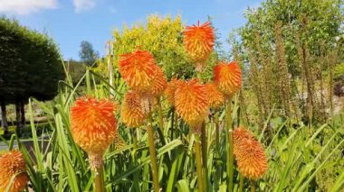 Kniphofia Rooperi a summer autumn fall flowering plant with a red summertime flower commonly known as Red Hot Poker, video footage clip
