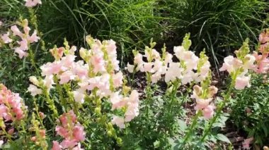 Antirrhinum majus 'The Rose' a spring summer flowering plant with a pink summertime flower commonly known as snapdragon, video footage clip