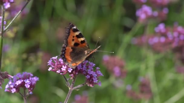 Mariposa Dama Pintada Vanessa Cardui Alimentándose Una Planta Flores Verbena — Vídeo de stock