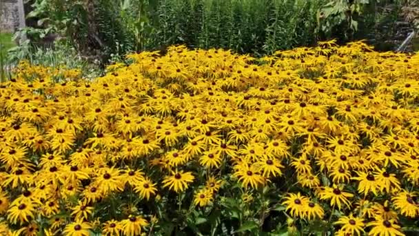 Rudbeckia Fulgida Var Sullivantii Goldsturm Summer Flowering Plant Yellow Summertime — Stock Video