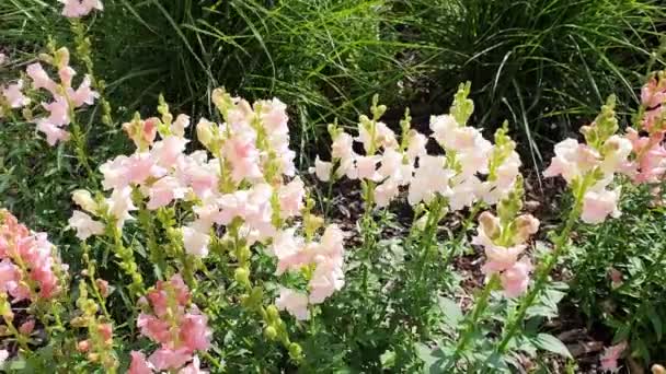 Antirrhinum Majus Rose Spring Summer Flowering Plant Pink Summertime Flower — Vídeo de Stock