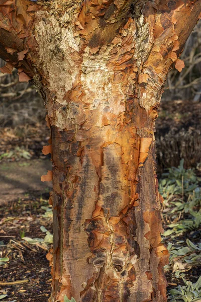 Acer Griseum Árvore Casca Textura Que Comumente Conhecido Como Paperbark — Fotografia de Stock