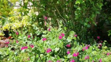 Salvia microphylla 'Neon' pembe bir bahar bahar çiçeği bitkisi. Yaygın olarak bebek adaçayı çiçeği olarak bilinir. Fotoğraf, video klibi.