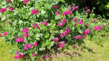 Salvia microphylla 'Neon' pembe bir bahar baharı. Sonbahar bitkisi. Genellikle bebek bilgesi olarak bilinir.