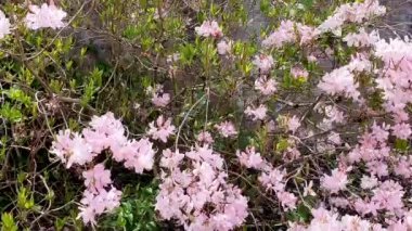 Rhododendron Vaseyi Pinkshell açelyası olarak bilinen pembe bir bahar çiçeği olan bir bahar çiçekli çalı bitkisi.