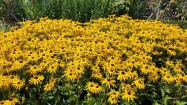 Rudbeckia Fulgida var sullivantii 'Goldsturm' (Altın Çicek Çiçeği) Sarı bir yaz çiçeği ile yaygın olarak bilinen adıyla Siyah Gözlü Susan veya Coneflower, video klibi