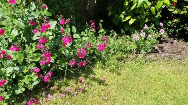Salvia Microphylla Neon Una Rosa Primavera Estate Autunno Fiore Pianta — Video Stock