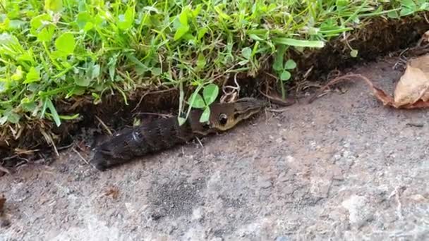 Elephant Hawk Moth Deilephila Elpenor Lavae Strisciando Lungo Percorso Durante — Video Stock