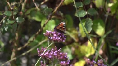 Boyalı Bayan Kelebek (Vanessa Cardui), uçmadan önce kanatları açık mor bir verbena bonariensis çiçeğiyle besleniyor.