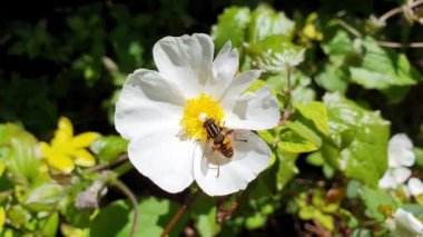 Helophilus sarkaç dişisi, İngiltere 'de bulunan ve yaygın olarak güneş sineği ya da futbol sineği olarak bilinen bir uçan böcek türüdür.