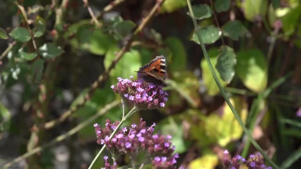 Раскрашенная Леди Бабочка Ванесса Кардуи Питается Фиолетовым Цветочным Растением Verbena — стоковое видео