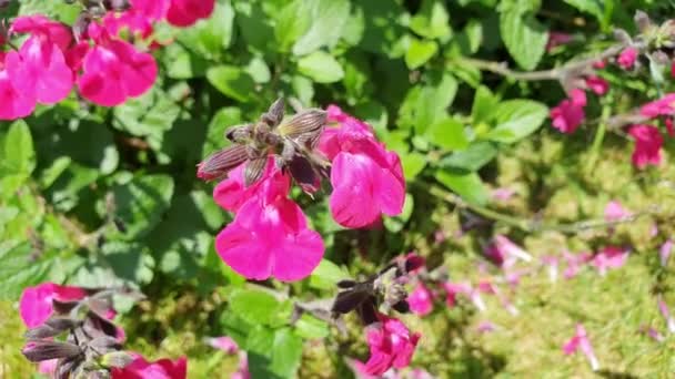 Mikrofyla Salvia Neon Růžové Jaro Letní Podzimní Květina Běžně Známá — Stock video