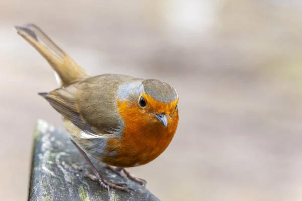 Robin Redbreast Erithacus Rubecula Madár Egy Brit Európai Kerti Énekesmadár — Stock Fotó