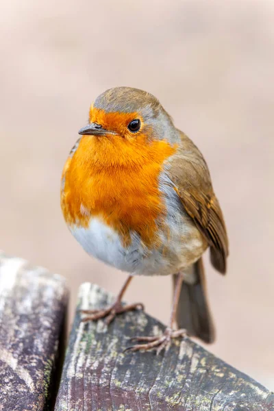Robin Roodborst Erithacus Rubecula Vogel Een Britse Europese Tuin Zangvogel — Stockfoto