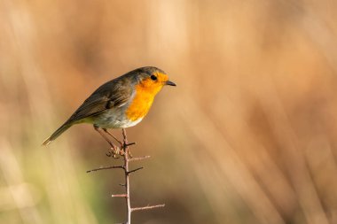 Robin Kızılgöğüs (Erithacus rubecula), Noel kartlarında sıklıkla görülen kırmızı ya da turuncu göğüslü bir İngiliz avrupa kuşudur.