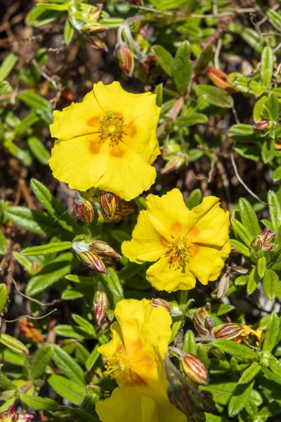 Helianthemum Ben Fhada Summer Flowering Evergreen Small Shrub Plant Yellow — Stock Photo, Image