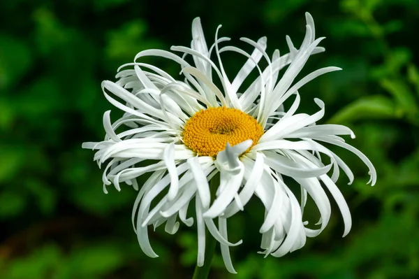 Leucanthemum Superbum Phyllis Smith Een Zomerherfstbloeiende Plant Met Een Witte — Stockfoto