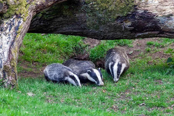 Truie Blaireau Oursons Alimentation Famille Animale Dans Une Forêt Boisée — Photo