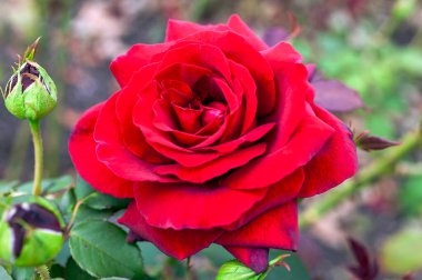 Rose 'Royal William' (rosa), yaz aylarında çiçek açan, kırmızı bir yaz çiçeği olan hibrit çay çalı bitkisi.