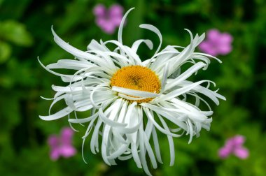 Leucanthemum x Superbum 'Phyllis Smith' a summer autumn flowering plant with a white summertime flower commonly known as Shasta Daisy, stock photo image clipart