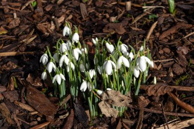 Kar damlaları (Galanthus), Ocak ayında beyaz yeşil bir bahar çiçeği olan bir bahar soğanı çiçek bitkisi, stok fotoğrafı                              