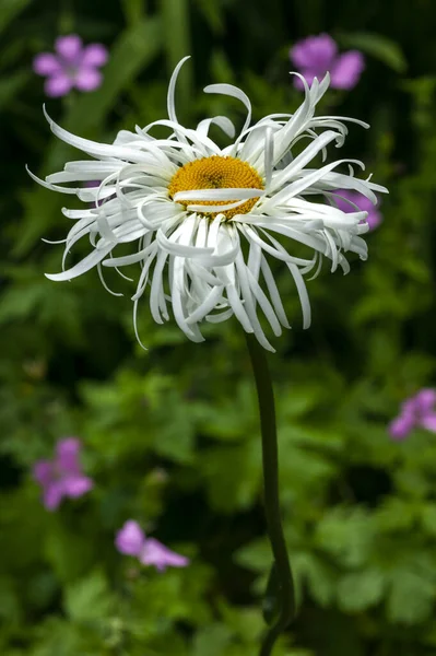 Leucanthemum Superbum Phyllis Smith Een Zomerherfstbloeiende Plant Met Een Witte — Stockfoto
