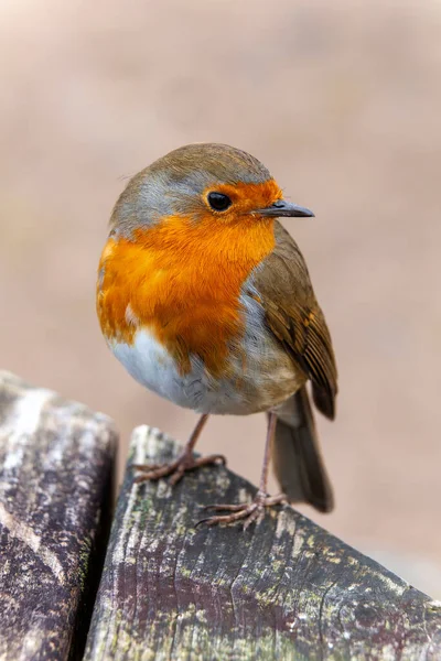 Robin Redbreast Erithacus Rubecula Bird British European Garden Songbird Red — Stock Photo, Image