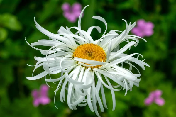 Leucanthemum Superbum Phyllis Smith Yaz Aylarında Çiçek Açan Bir Bitki — Stok fotoğraf