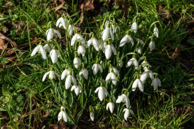 Kar damlaları (Galanthus), Ocak ayında beyaz yeşil bir bahar çiçeği olan bir bahar soğanı çiçek bitkisi, stok fotoğrafı                 