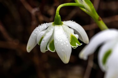 Galanthus 'Jacquenetta' (kar damlası) çift bahar kış soğanı çiçek açan bir bitki, Ocak ayında beyaz yeşil bir bahar çiçeği, stok fotoğrafı                     