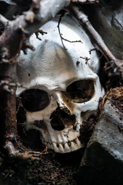 Korkunç bir korku ortamındaki insan kafatası korkunç bir gotik Cadılar Bayramı ya da mezarlık sahnesi için kullanışlı.                             