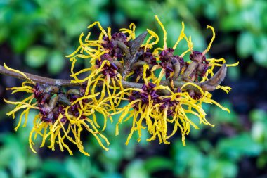 Hamamelis Mollis (cadı fındığı) bir kış baharı çiçekli ağaç çalısı. Baharın son derece güzel kokulu sarı çiçekleri ve çiçek açtığında yaprakları yok.                          