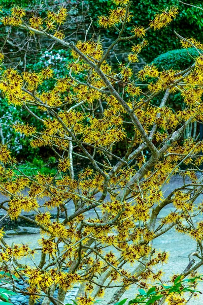 Hamamelis Mollis Aveleira Bruxa Uma Planta Arbusto Árvore Primavera Inverno — Fotografia de Stock