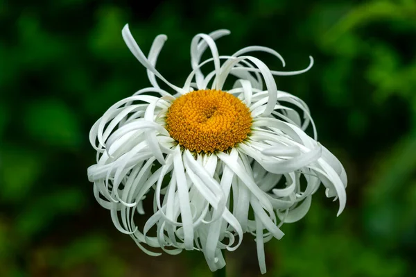 Leucanthemum Superbum Phyllis Smith Een Zomerherfstbloeiende Plant Met Een Witte — Stockfoto