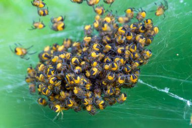 Haç Orb Weaver örümceği (araneus diadematus) ya da yaygın bahçe örümceği olarak bilinen Diadem örümceği, stok fotoğrafı                               
