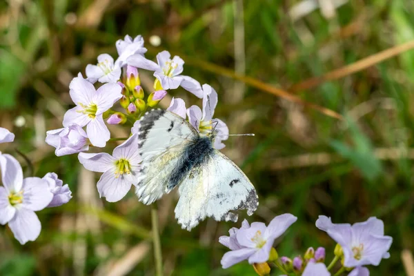 春にカッコーの花 Cardamine Pratensis に羽を伸ばしたオレンジ色の先端蝶の女性 Antocharis Cardamine ストックフォトイメージ — ストック写真