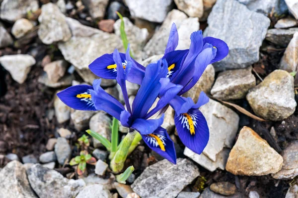 Iris Reticulata Alida Весеннее Зимнее Луковичное Цветущее Растение Голубым Желтым — стоковое фото