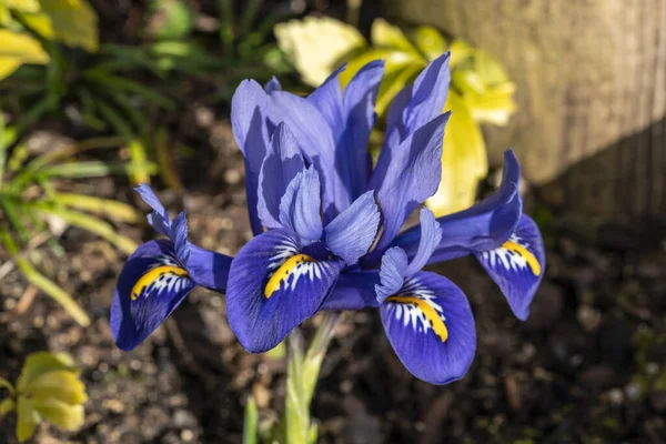 Iris Reticulata Гармония Весеннее Зимнее Луковичное Цветущее Растение Голубым Желтым — стоковое фото