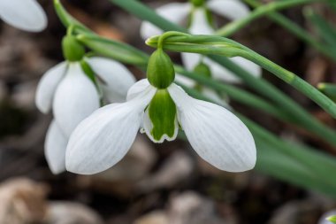  Galanthus x hybridus 'Merlin' (kar damlası), Ocak ayında beyaz yeşil bir bahar çiçeği olan bir bahar soğanı çiçek bitkisi.                              