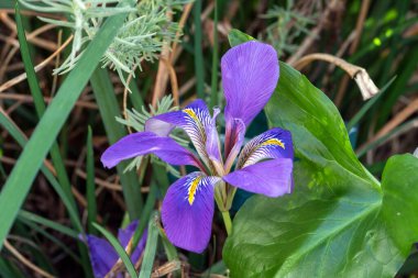 Iris unguicularis 'Broadleigh' çiçekler kışın ya da ilkbaharın başlarında görünür ve yaygın olarak Cezayir irisi olarak bilinir.