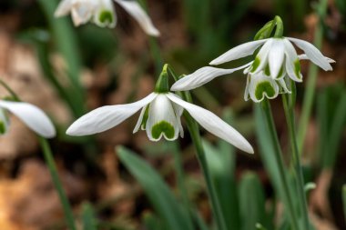 Galanthus 'Hippolyta' (kar damlası), Ocak ayında beyaz yeşil bir bahar çiçeği olan bir bahar soğanı çiçek bitkisi, stok fotoğrafı                           